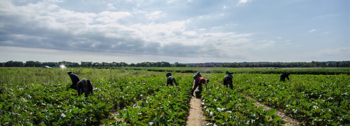 Immigrant farm workers.