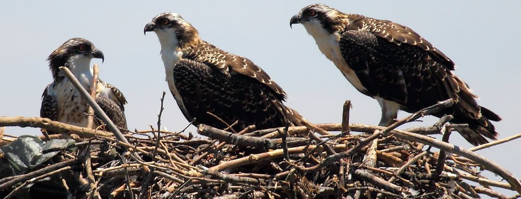 Fledgling ospreys in nest. Photo: Mr Tin Md, via Flickr