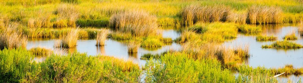 Marsh, Dorchester Co. Photo: Will Parson, Chesapeake Bay Program