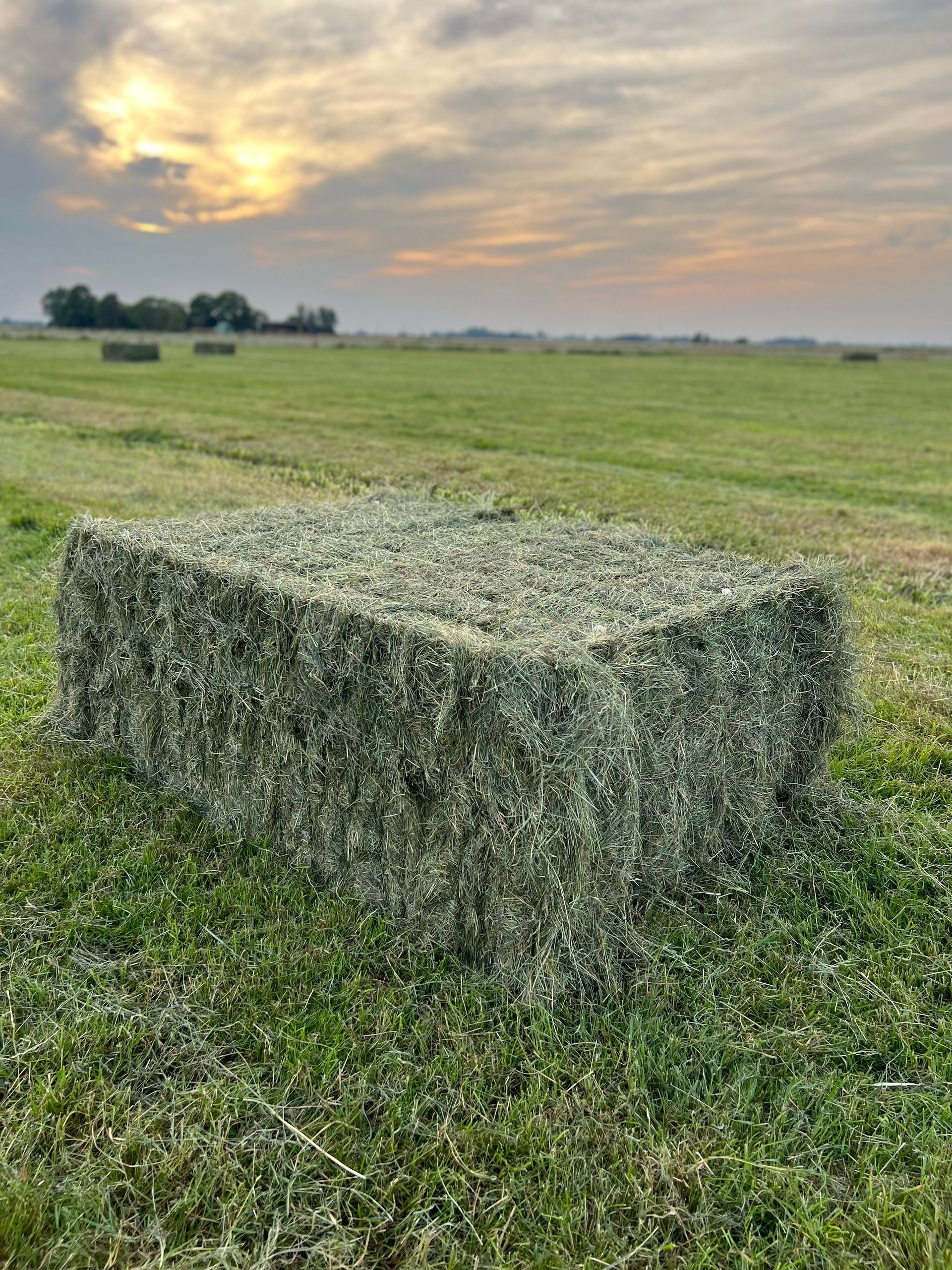 Pferdeheu Quaderballen