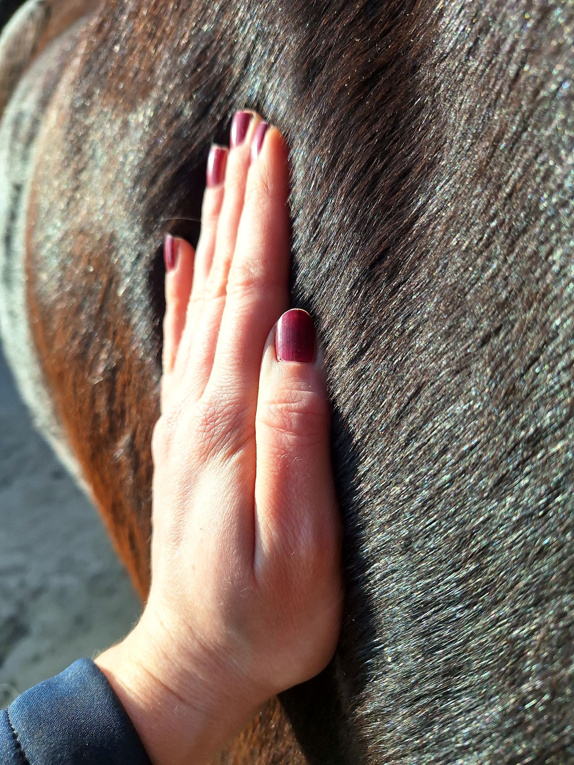 Aresio+Tierphysiotherapie+Muskulatur+Massage+Faszien