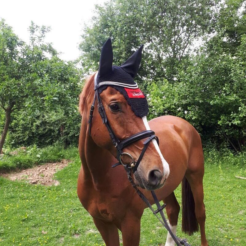 Kundenpferd+Tierphysiotherapie+Aresio+Fuchs+SandroHit