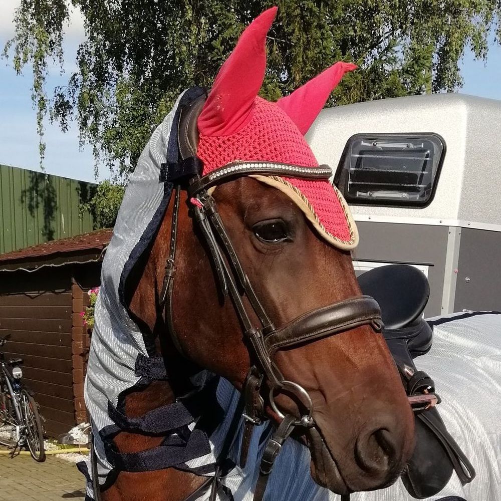 Kundenpferd+Tierphysiotherapie+Aresio+PRE+Spanier