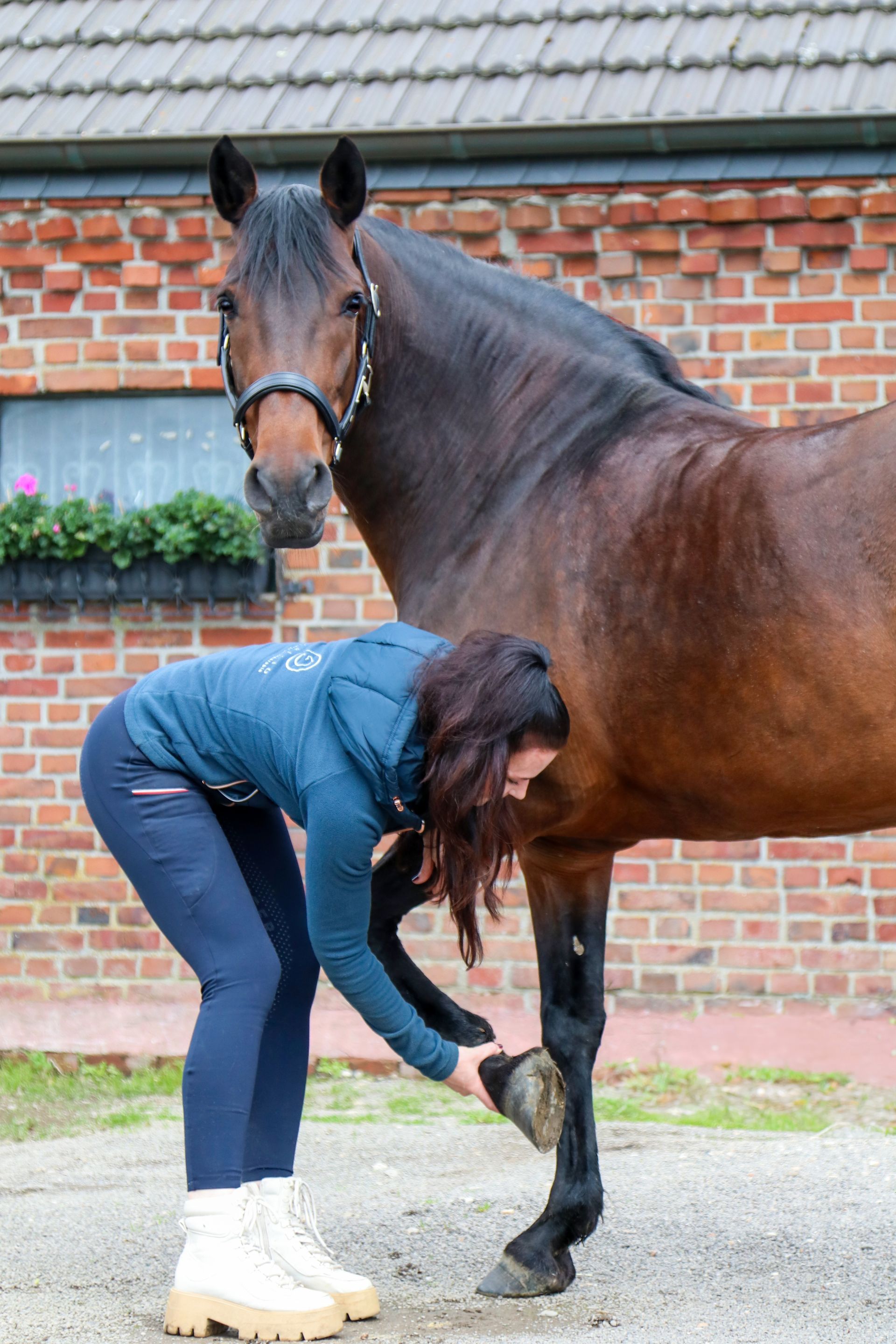 Kundenpferd+Tierphysiotherapie+Aresio+Friese