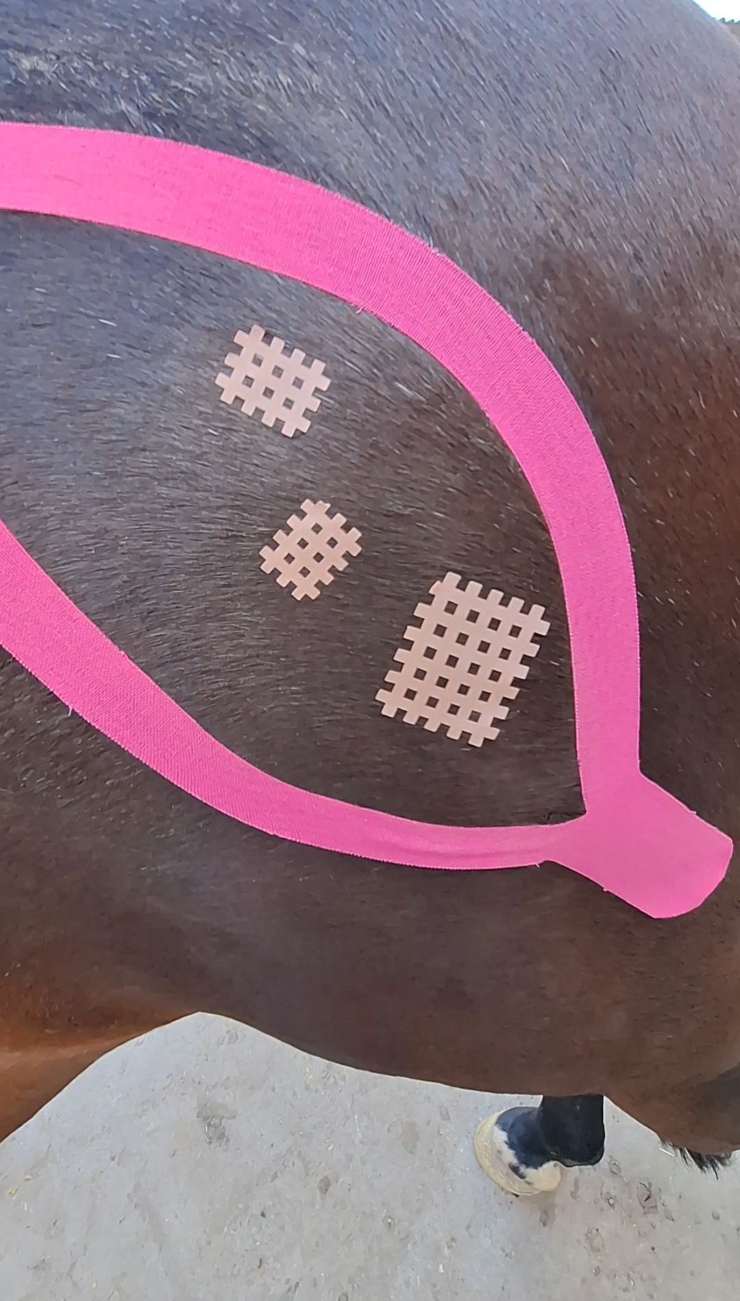 Aresio+Pferd+Tape+Gitter+Physio