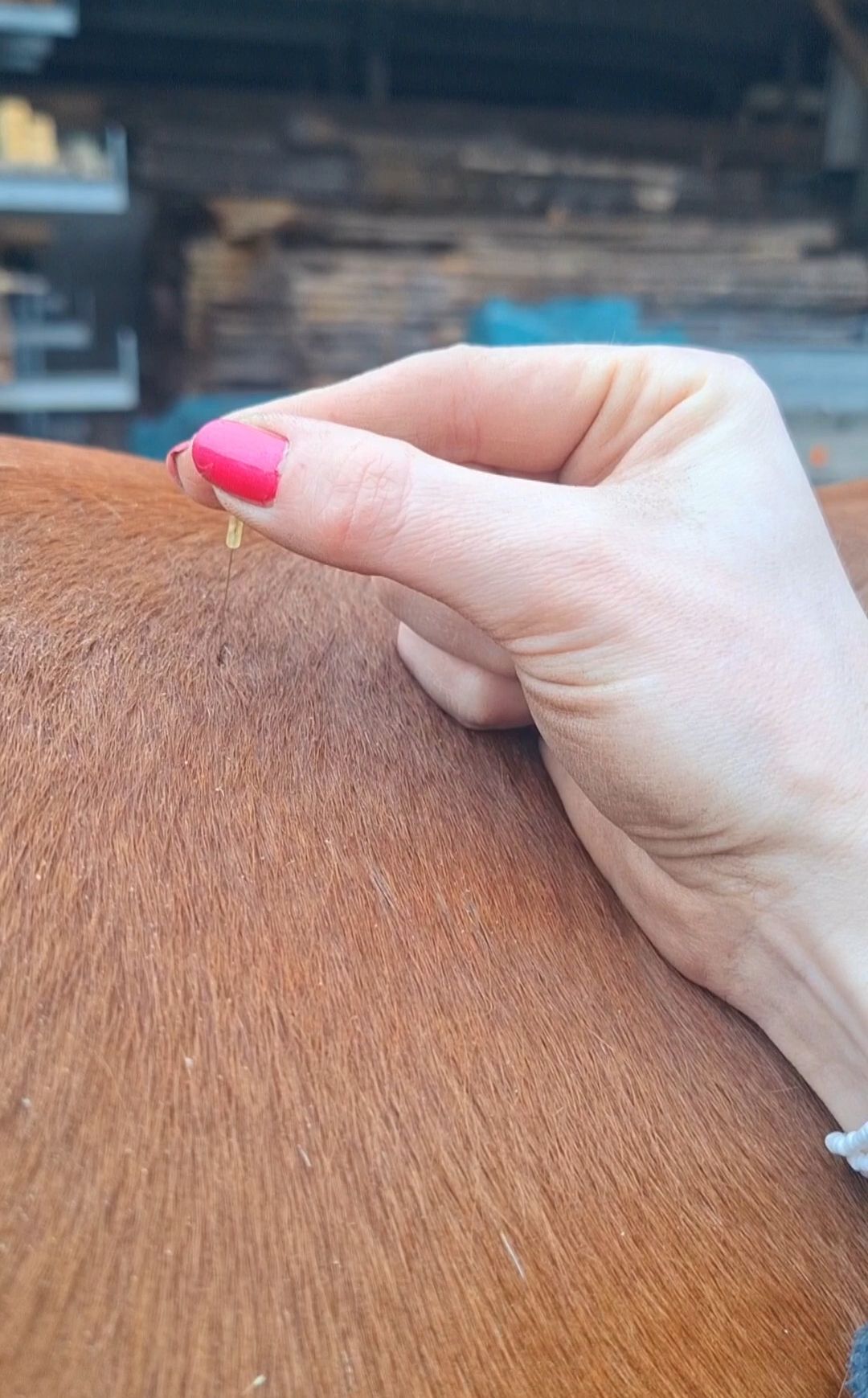 Aresio+Tierphysiotherapie+Bonuskarte