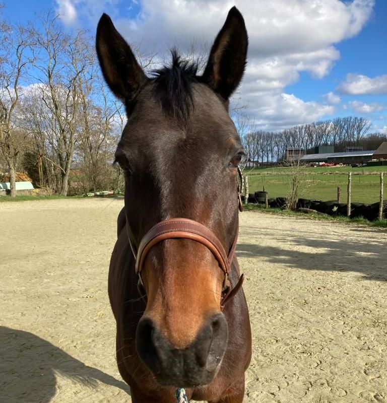 Kundenpferd+Tierphysiotherapie+Aresio+brauneStute+Trakehner+Hibiskus