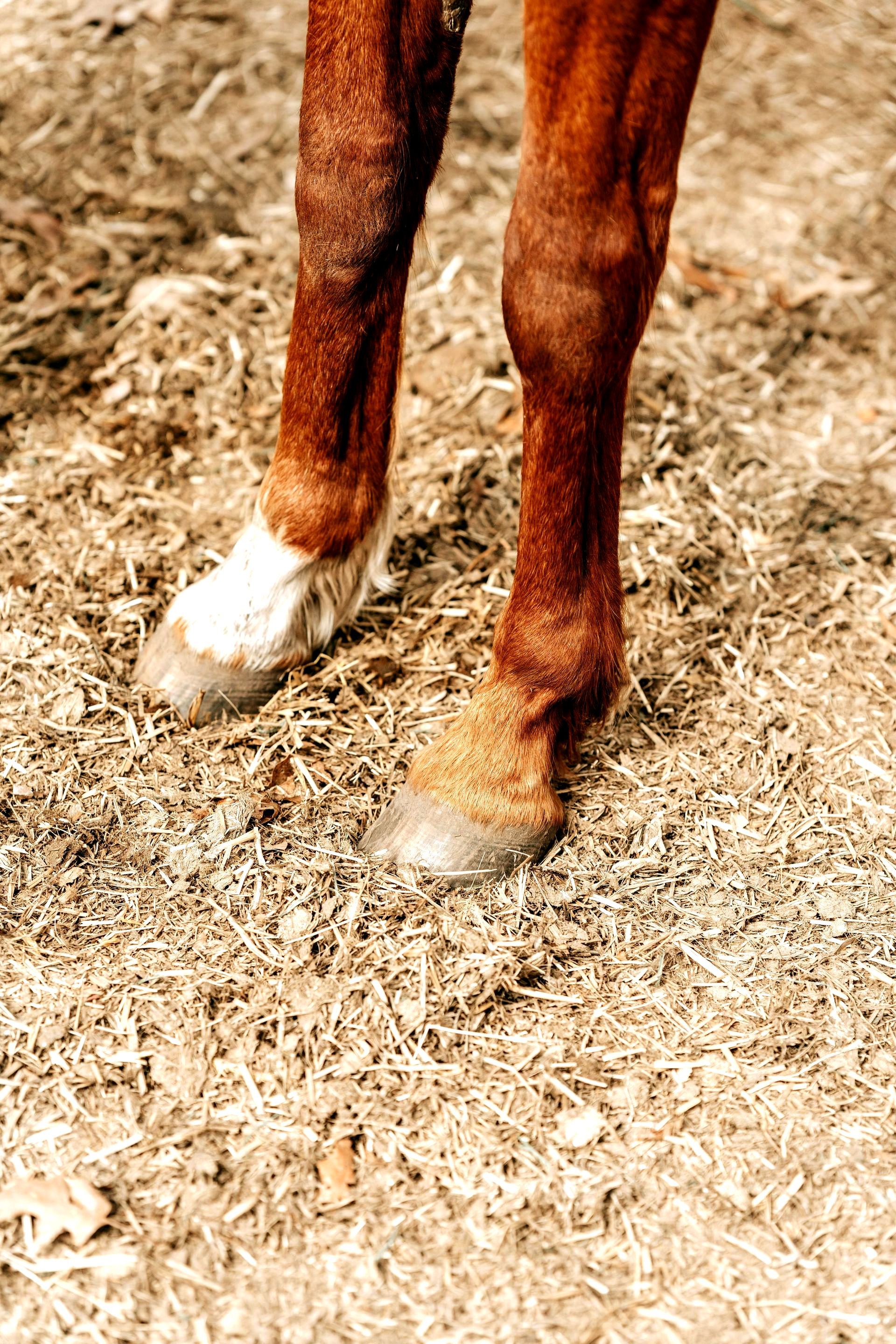 Hufe+Fuchs+Aresio+Tierphysiotherapie+Exterieur