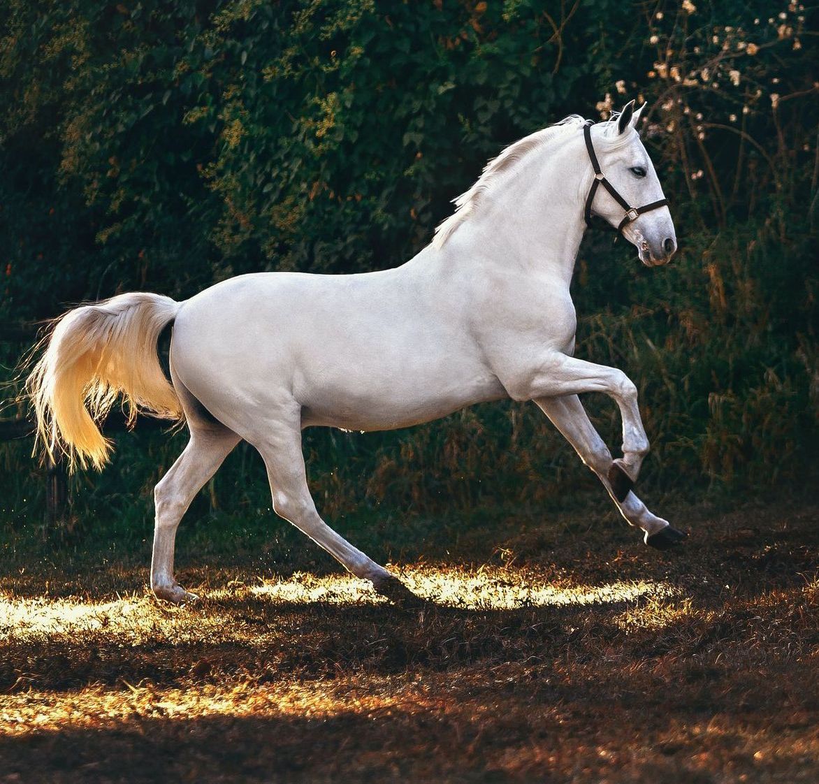 Pferd+weiß+Tierphysiotherapie+Galopp+Aresio