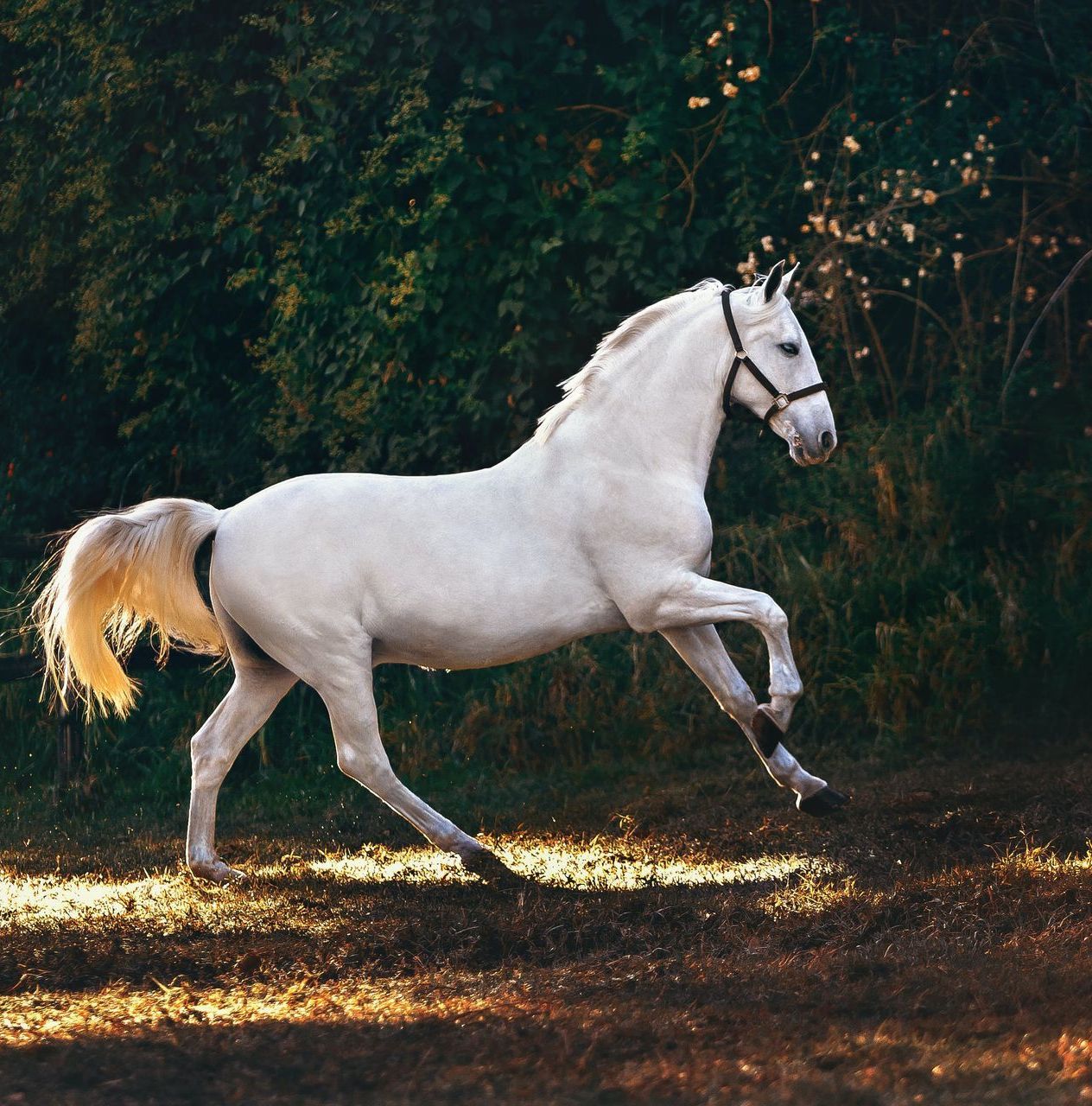 Pferd+weiß+Tierphysiotherapie+Galopp+Aresio