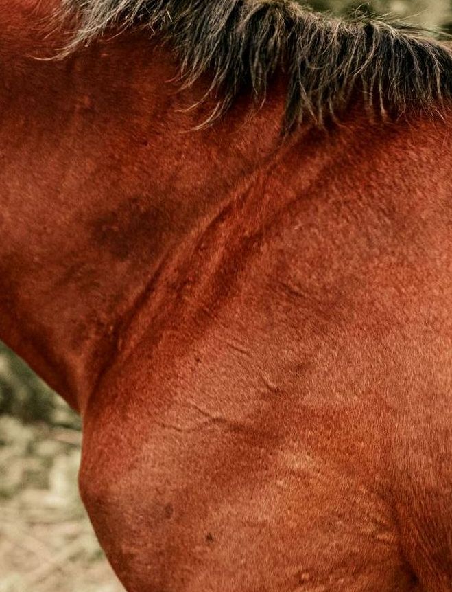 Aresio+Tierphysiotherapie+Muskulatur+Massage+Faszien