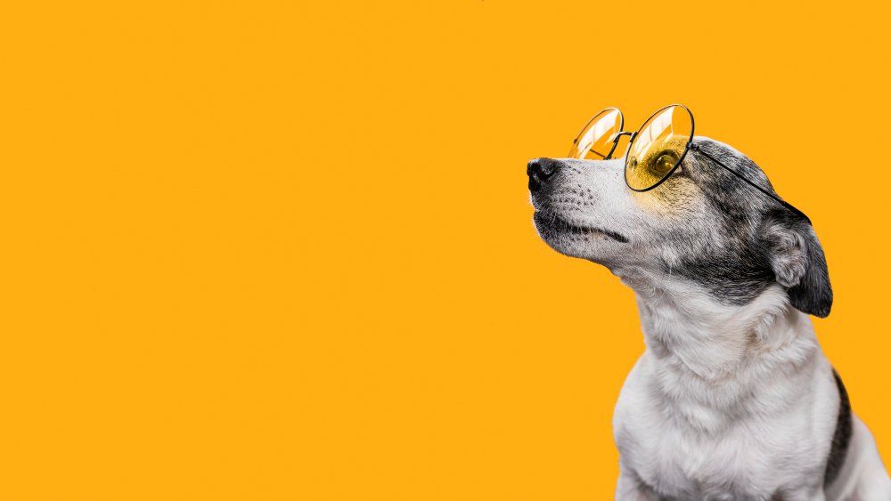 chien avec des lunettes sur fond jaune