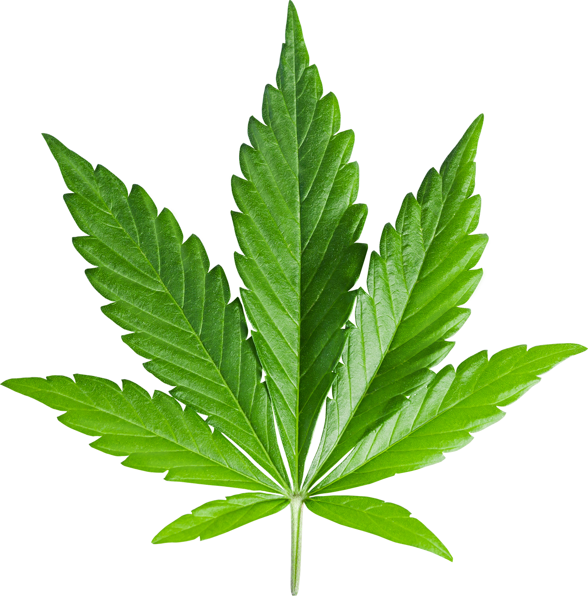 cannabis pflanze cannabis pflanze