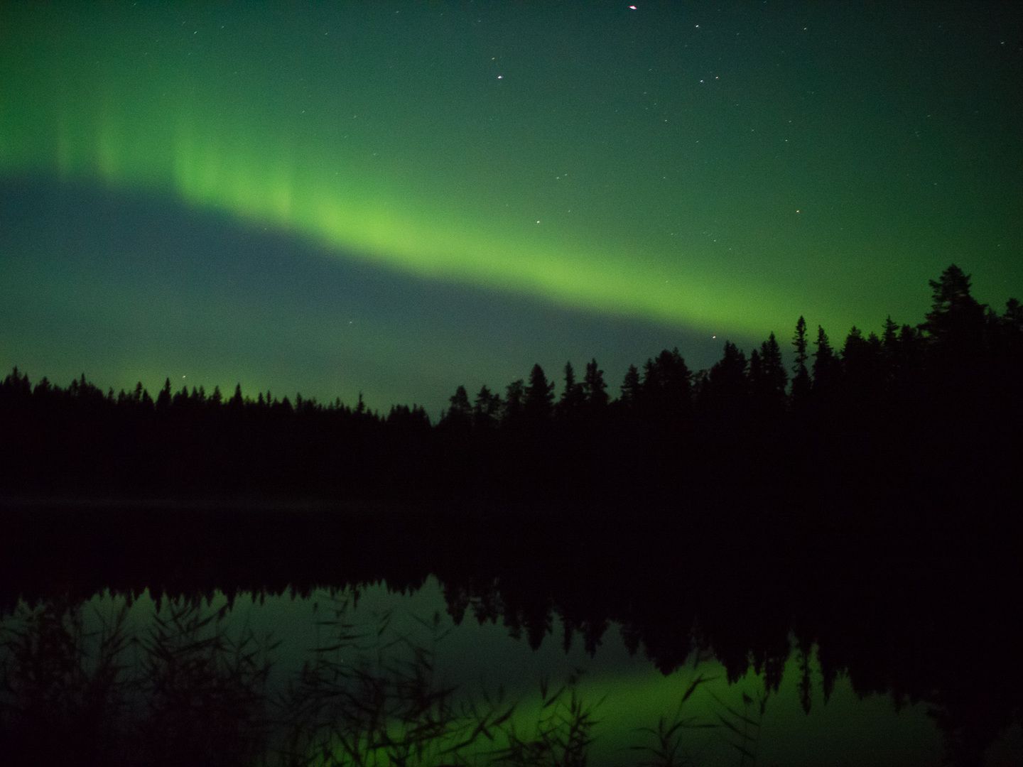 Sweden Wild Life