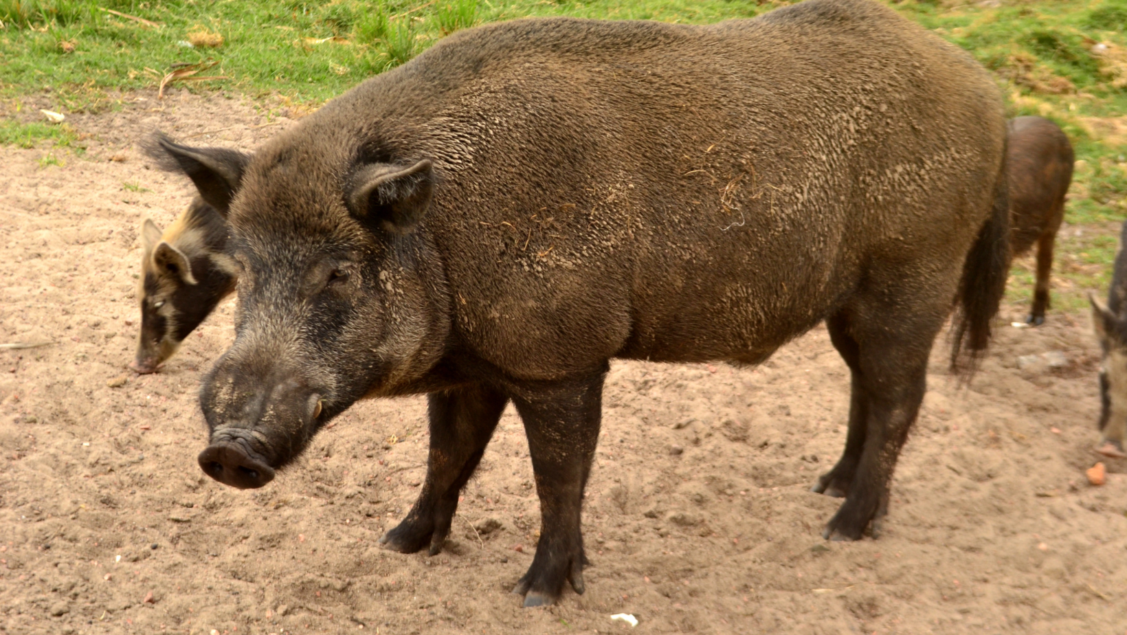 Protocolo de actuación en caso de atropello Atropello animales cinegéticos