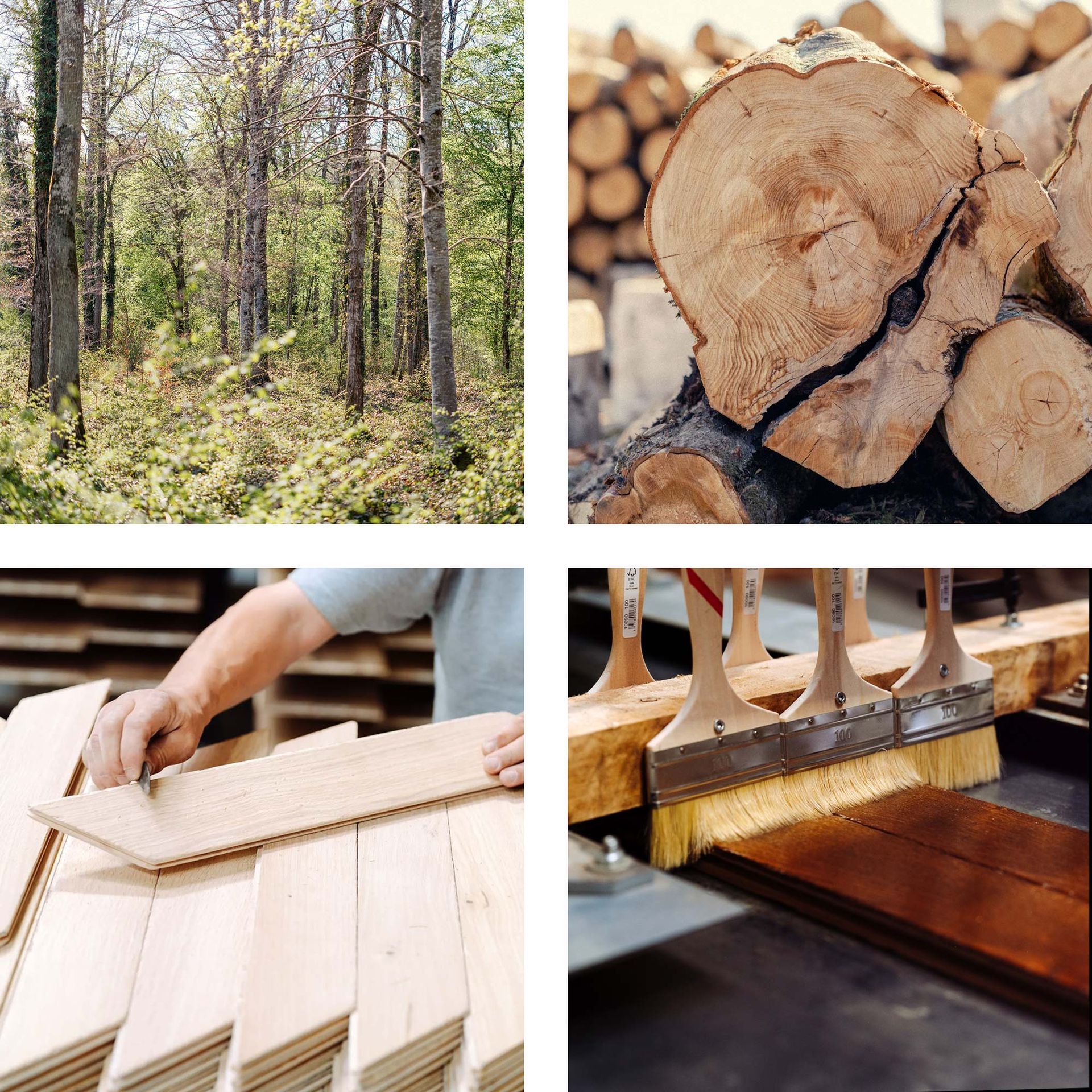 Eichenstämme aus nachhaltig bewirtschafteten Wäldern – Ursprung der handgefertigten Parkettböden von DUPRADAL Parqueterie.