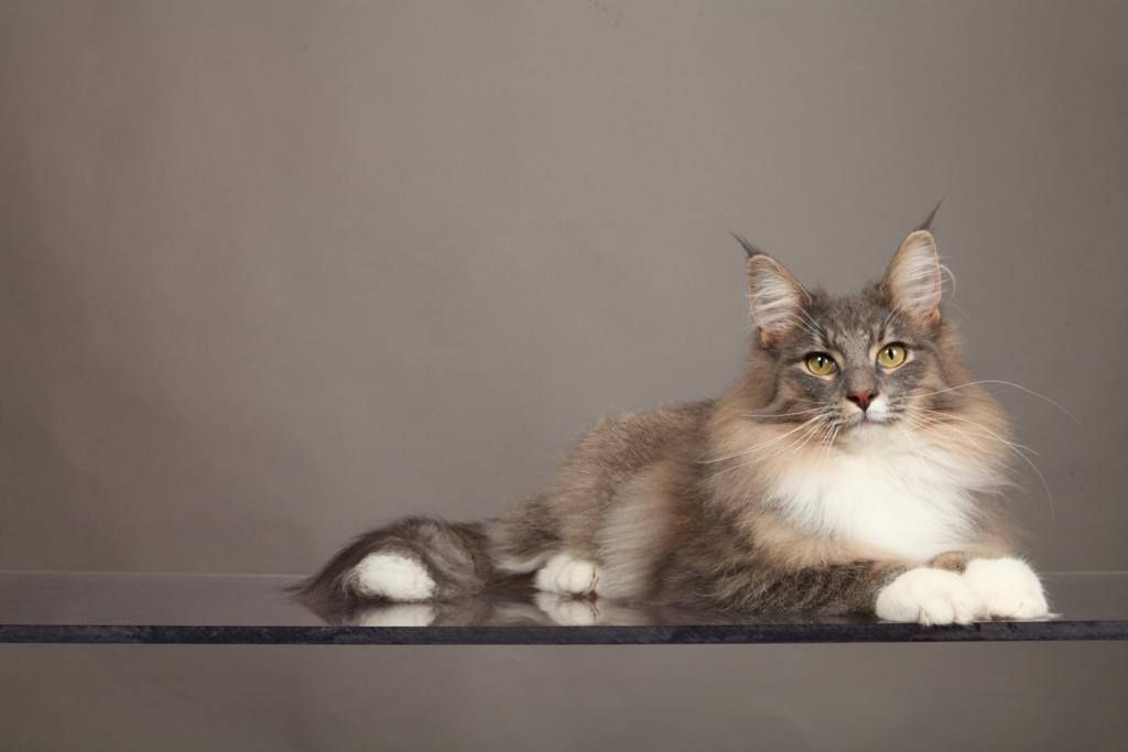 Narvick The Show must go on narvick the show must go on.jpg