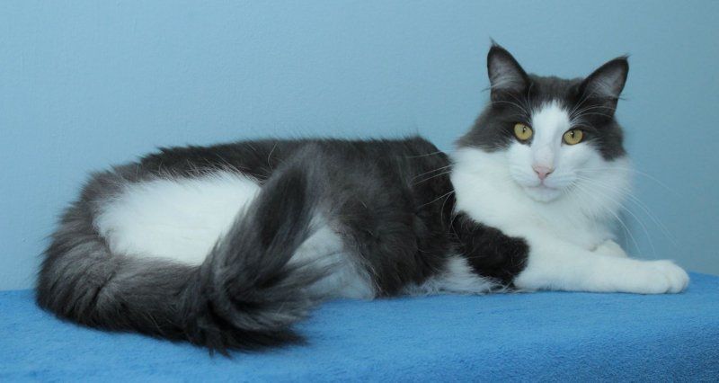 Captain Jack AV Jostedalsbreen Captain Jack AV Jostedalsbreen.jpg