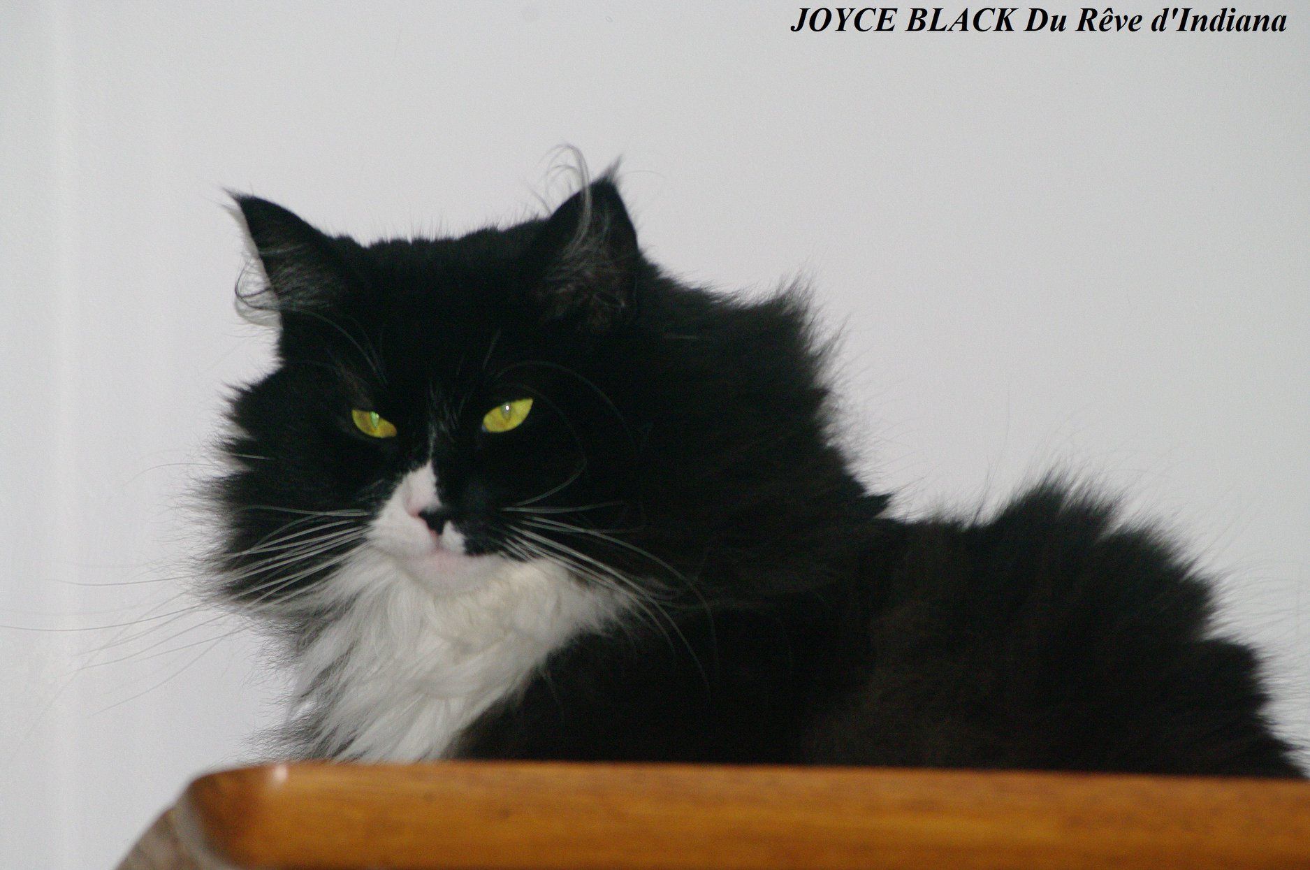 Joyce Black du Rêve d'Indiana joyce-black-du-reve-dindiana.jpg