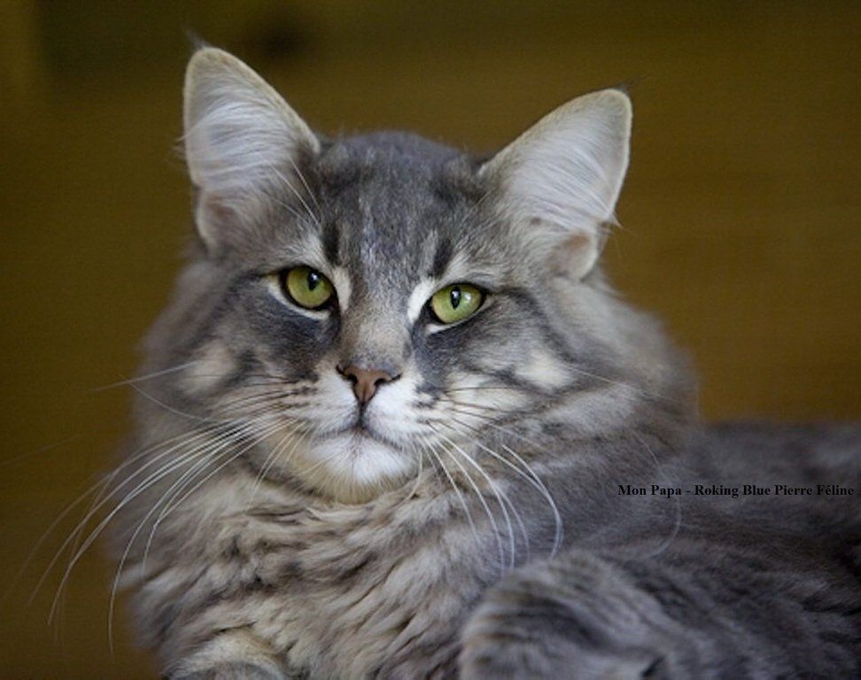 Rocking Blue Pierre Feline Rocking Blue Pierre Feline.jpg