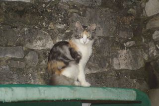 Edelweiss des Jardins de Plaisance Edelweiss des Jardins de Plaisance.jpg