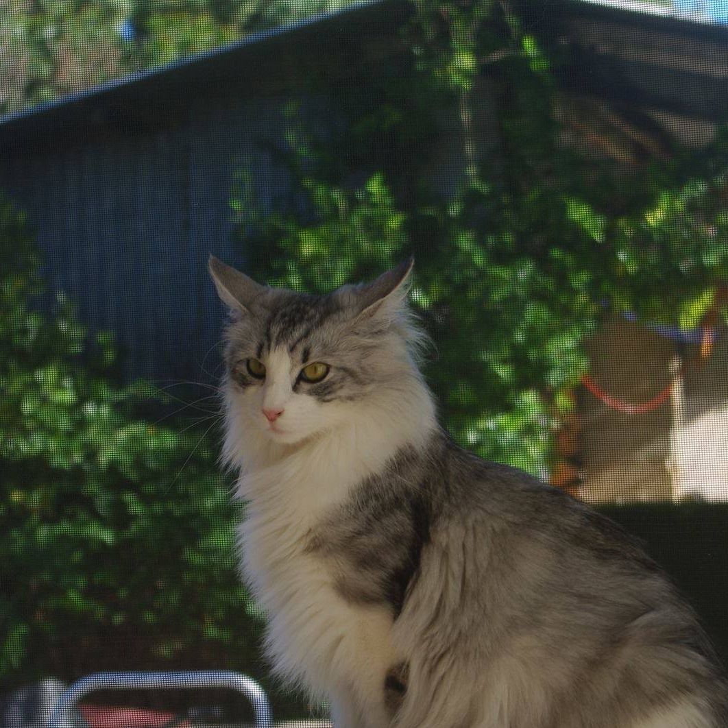 Indiana du Clos de Nemausa Indiana du Clos de Nemausa