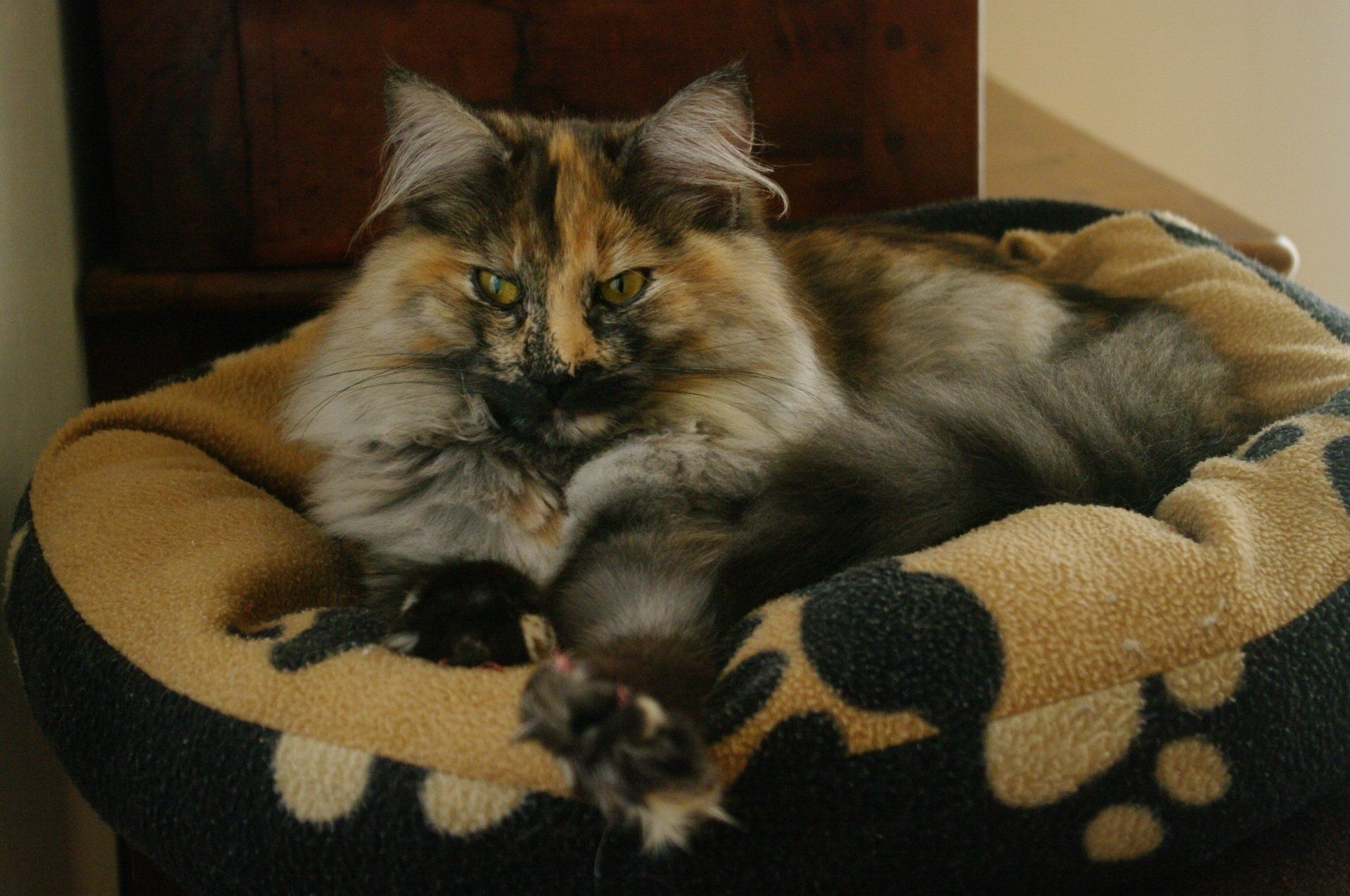 ALINA VON FRA RHINEN