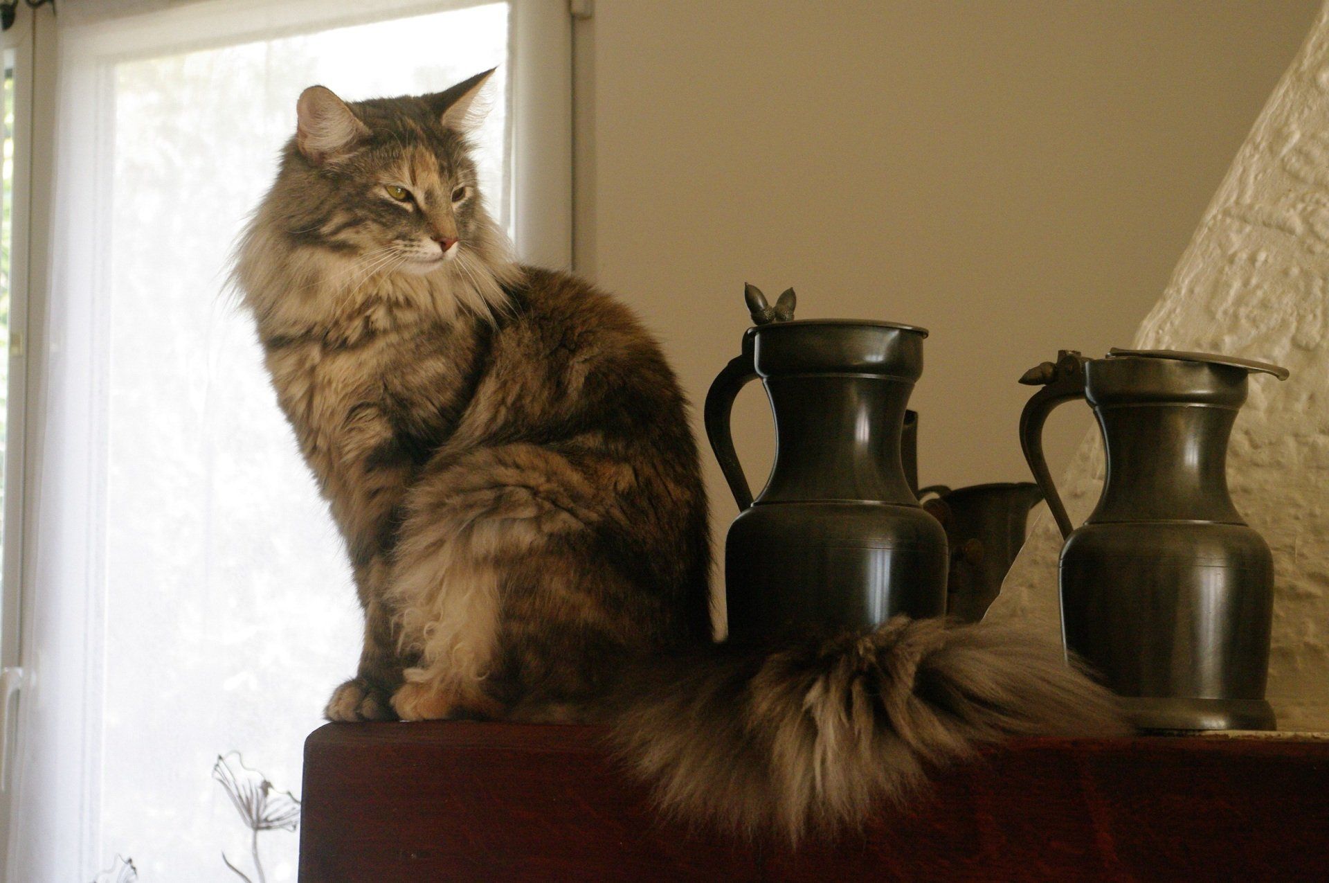 LOLITA DES VERNELLES LOLITA DES VERNELLES