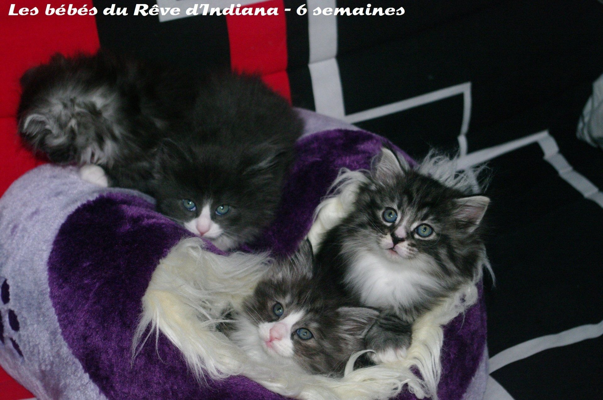 chaton-norvegien-du-reve-d'indiana.jpg
