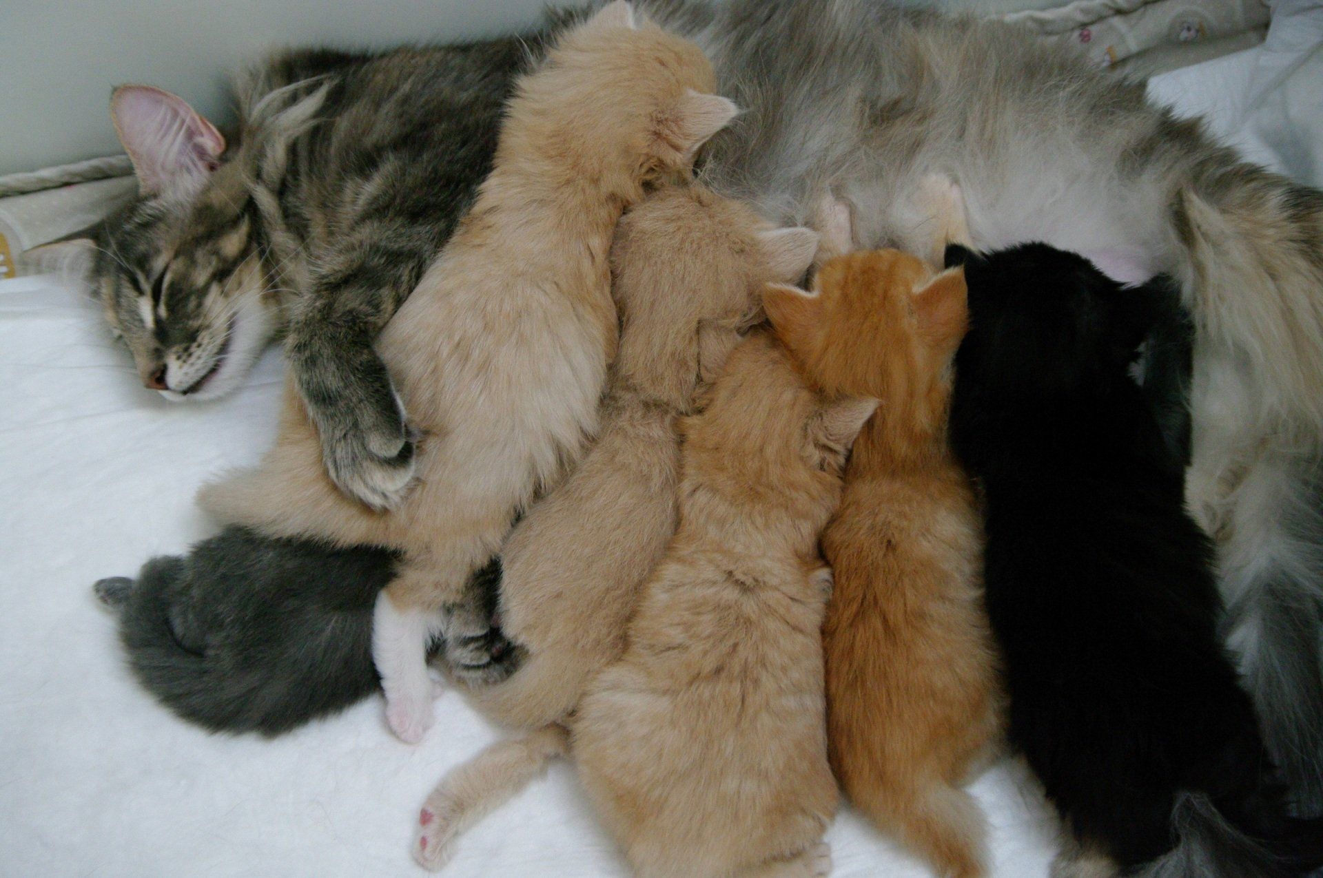 chaton-norvegien-du-reve-dindiana.jpg