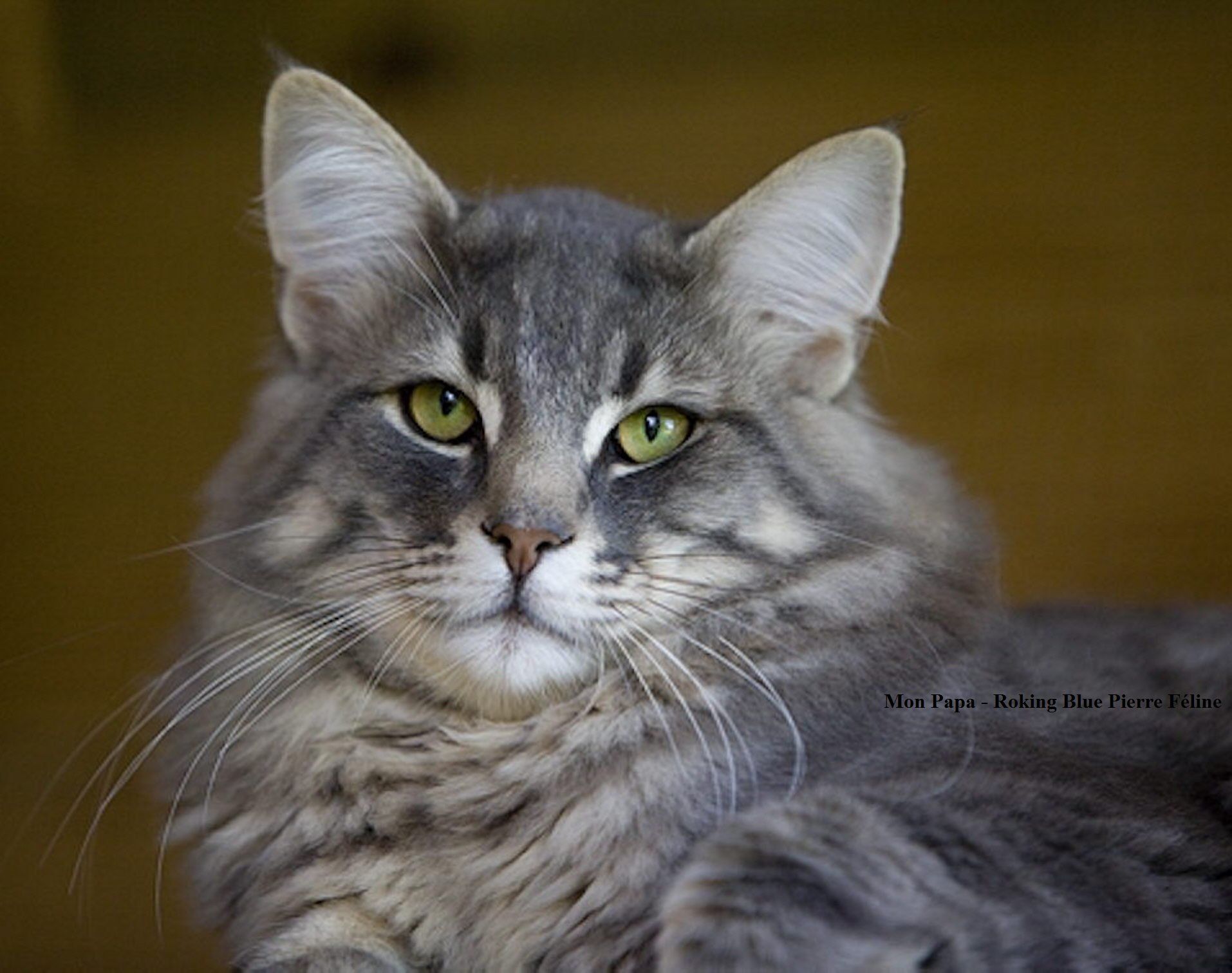 Rocking Blue Pierre Feline Rocking blue pierre feline.jpg