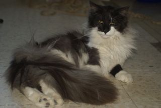 Flocon De Larmadadcha Flocon De Larmadadcha.jpg