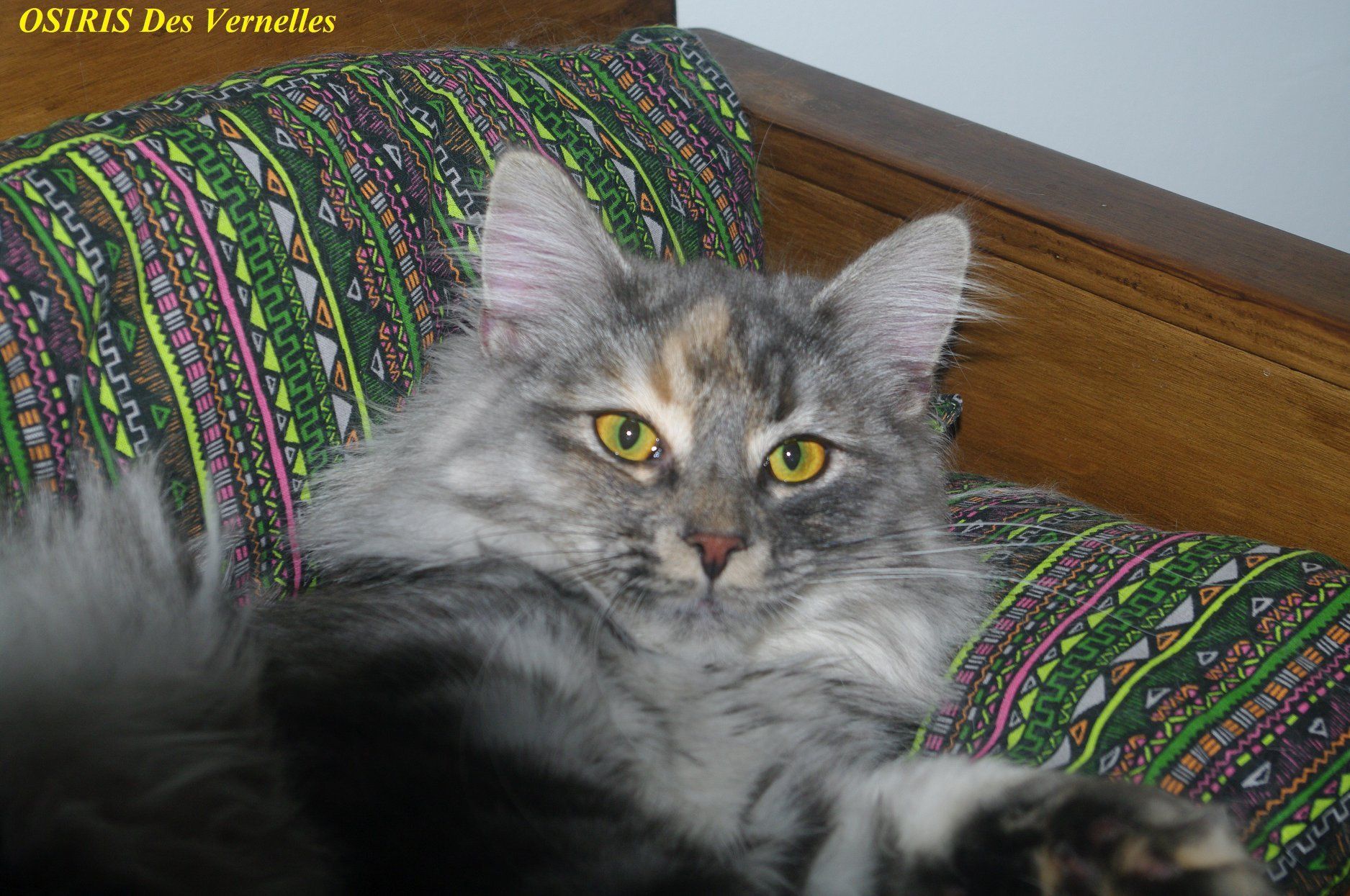 Osiris des Vernelles osiris-des-vernelles.jpg