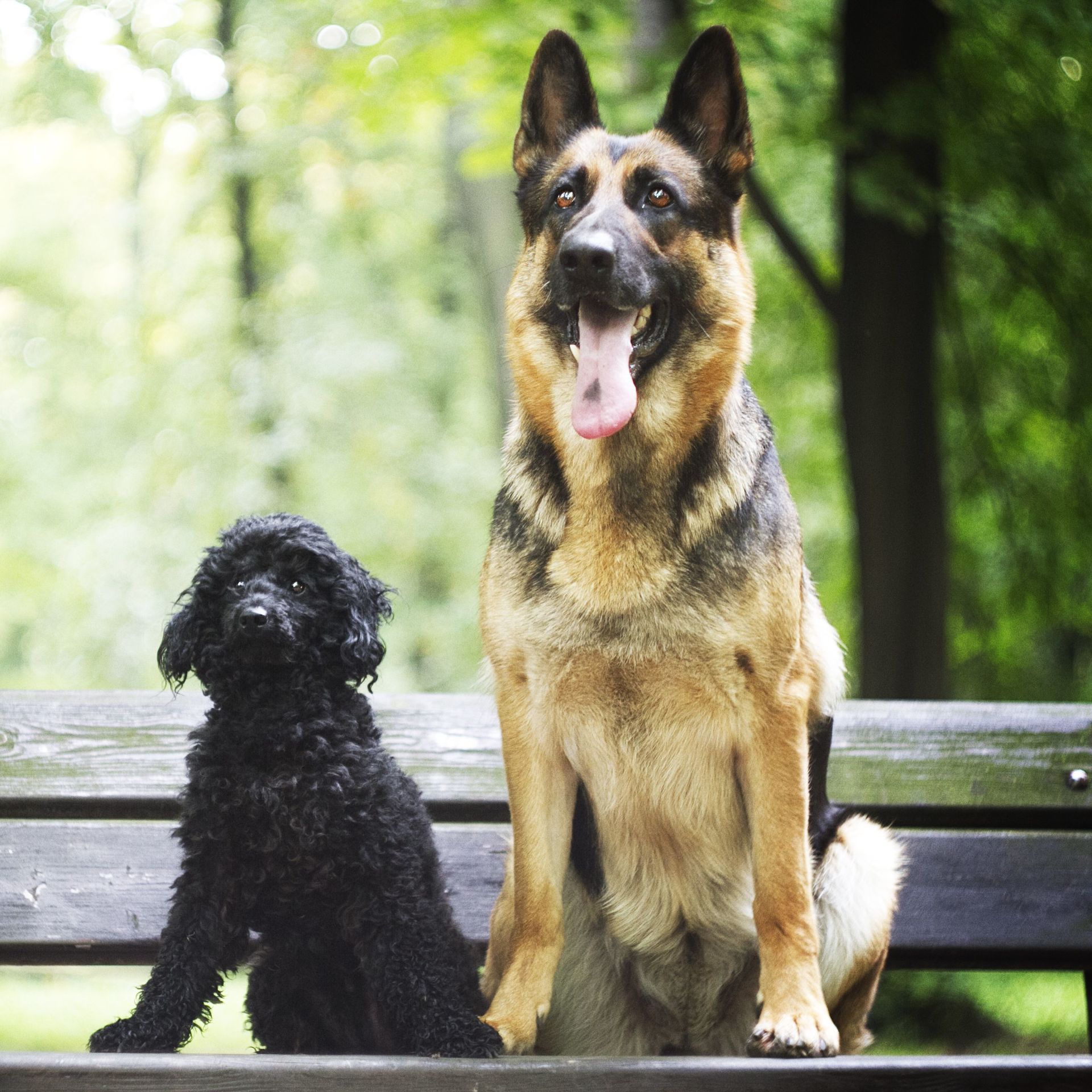 Hundetagesstätte Hundepension bei Schwäbisch Gmünd