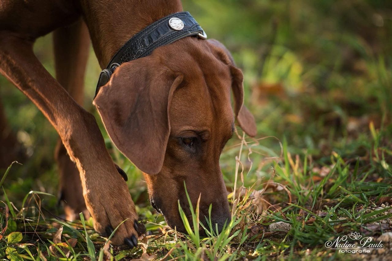 Hundepension Hundepension bei Aalen