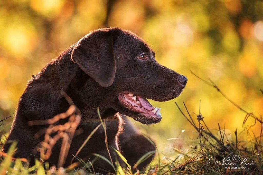 Hundebetreuung Hundepension Ostalb