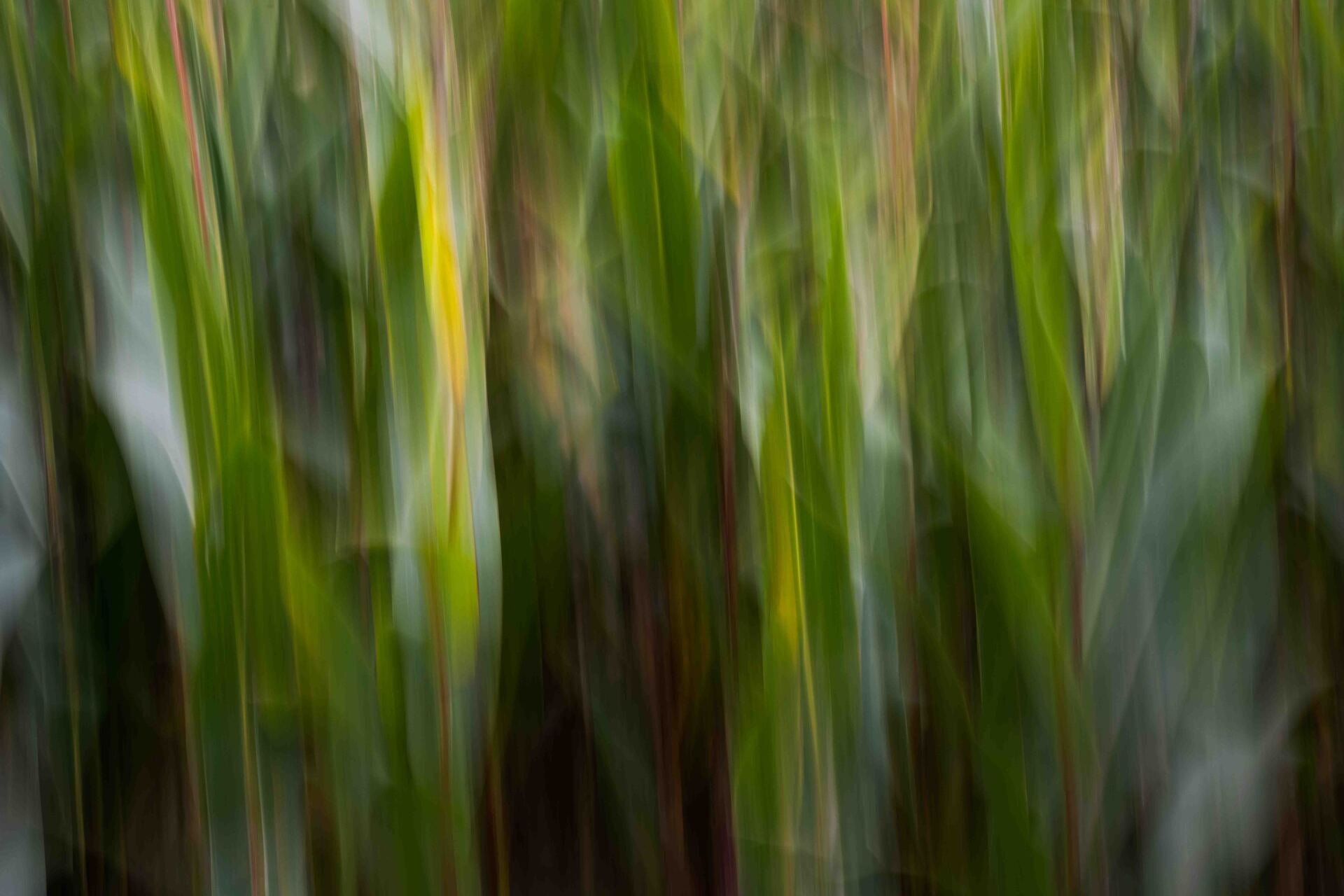 verwischter abstrakter Mais