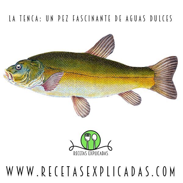 Recetas Explicadas