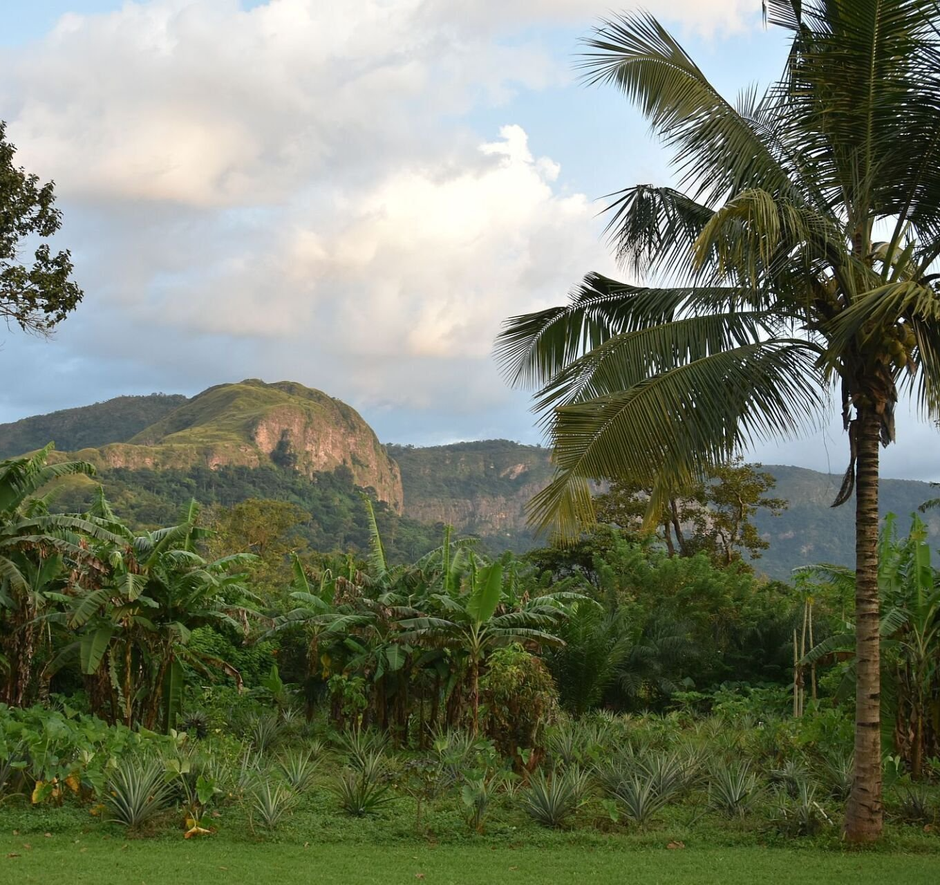 Blick über Palmen, Regenwald und Berge von Ghana nach Togo