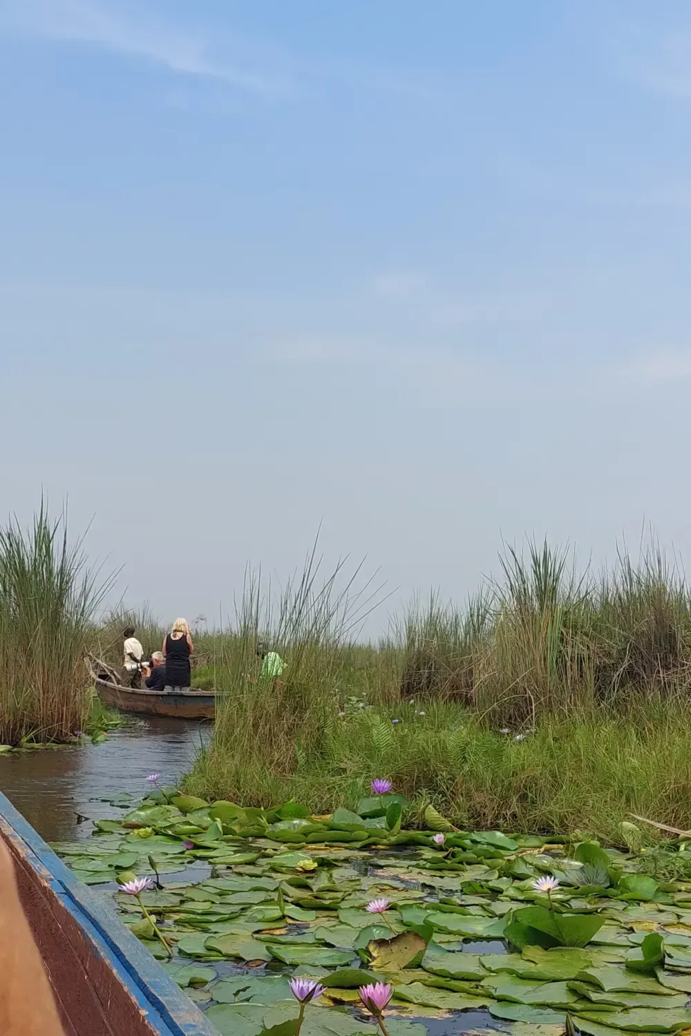 Ein Boot und Seerosen in den Mabamba Swamps Uganda