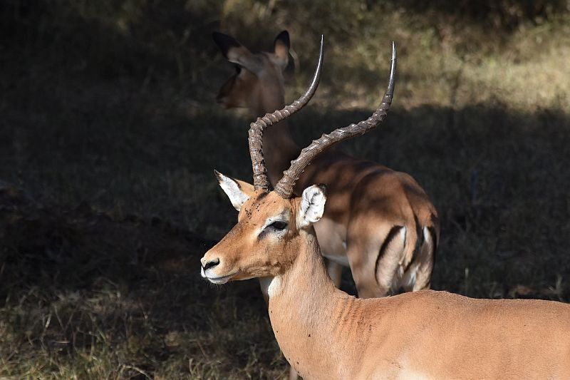 Impala - Bwabwata Nationalpark
