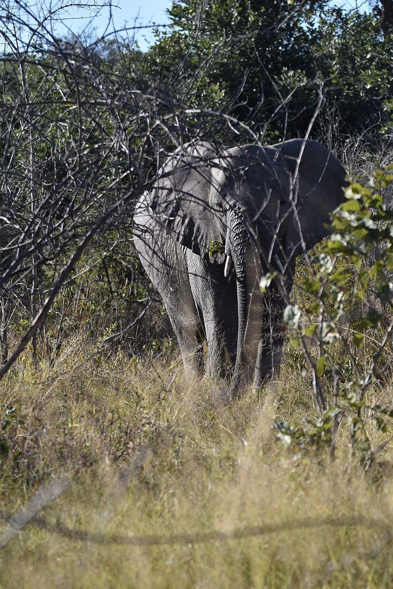 Elefant von vorne hinter kahlen Büschen - Bwabwata Nationalpark