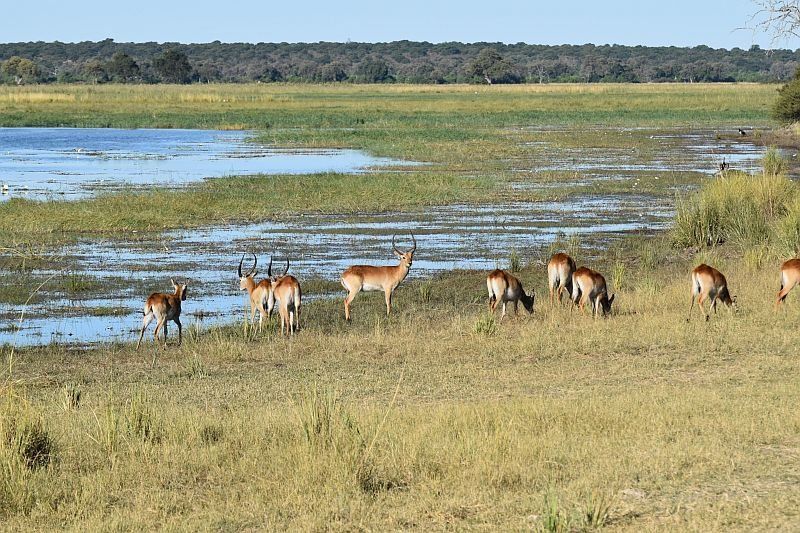 Letschwe Antilopen am Ufer des Okavango  - Bwabwata Nationalpark