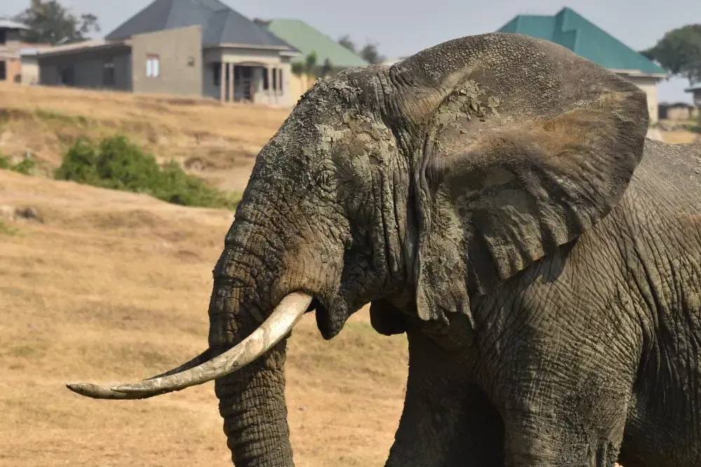 Elefant vor Wohnhäusern in Uganda, Gefahr für einen Mensch-Tier-Konflikt