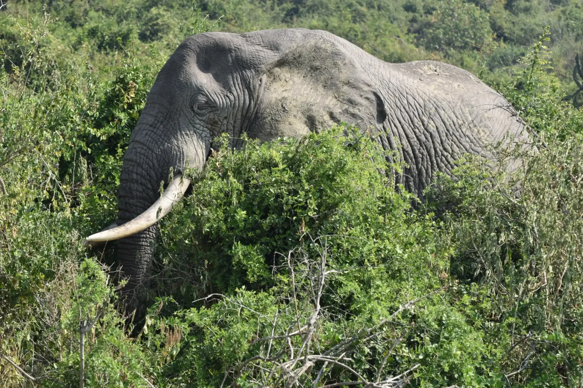 Der Produzent des Elefantendungs: Ein Elefant im Dickicht in Uganda
