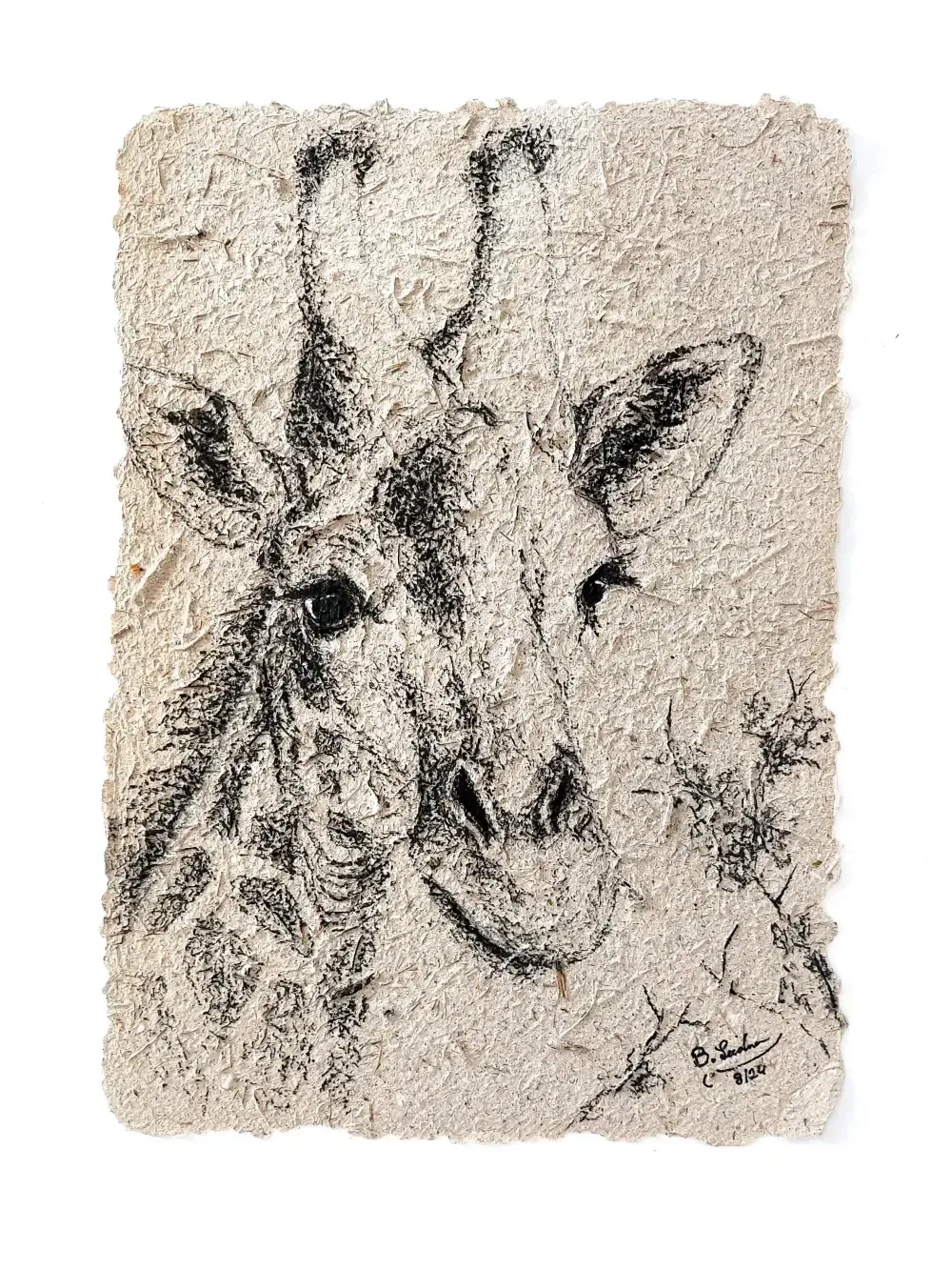 Kohlezeichnung: Portrait einer Griraffe auf Elefantenpapier, das aus Elefantendung in Uganda hergestellt wurde