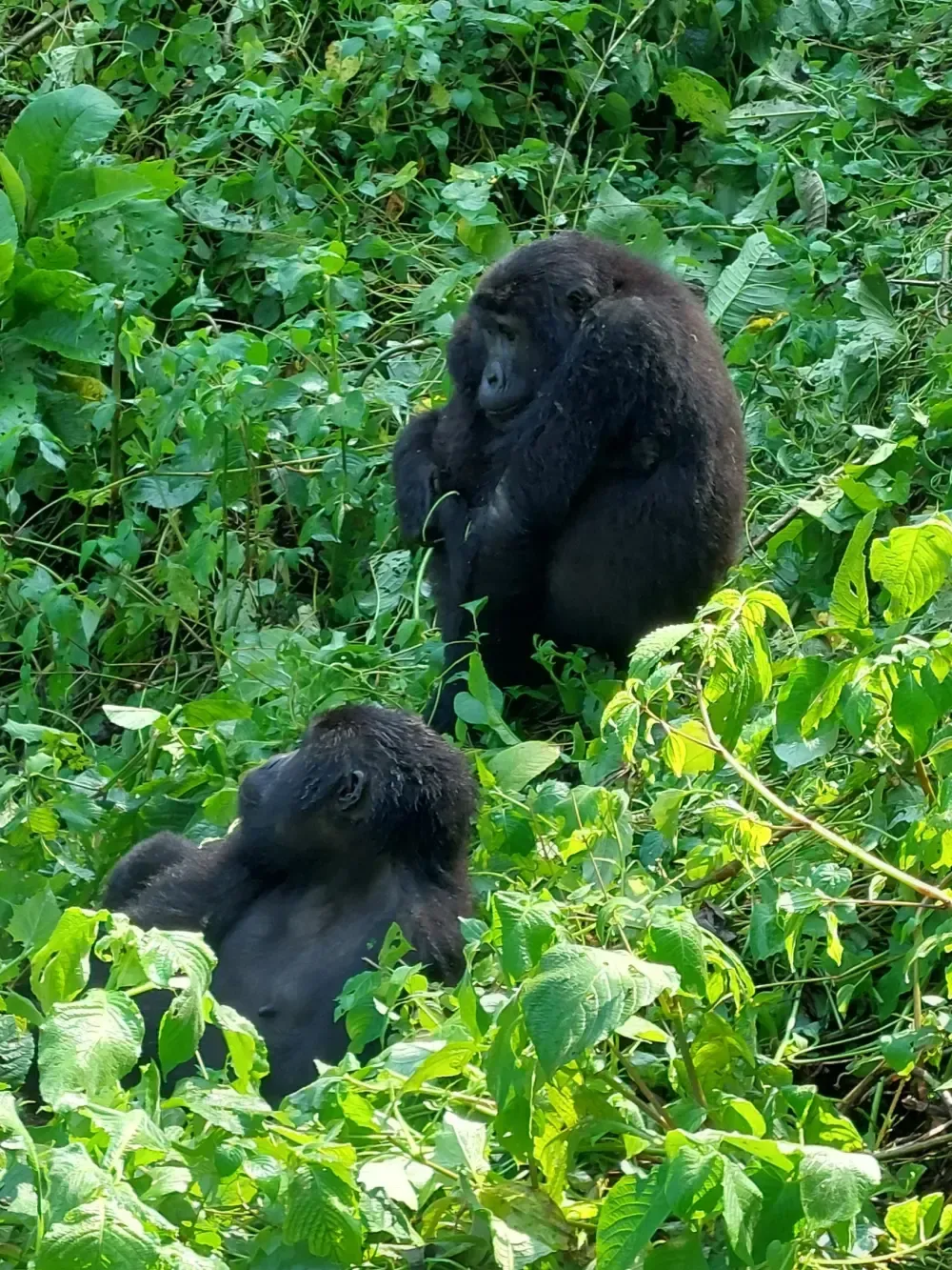 Foto eines Gorillaweibchens mit Baby und einzelner Gorilla im Bwindi Impenetrable Forest Uganda