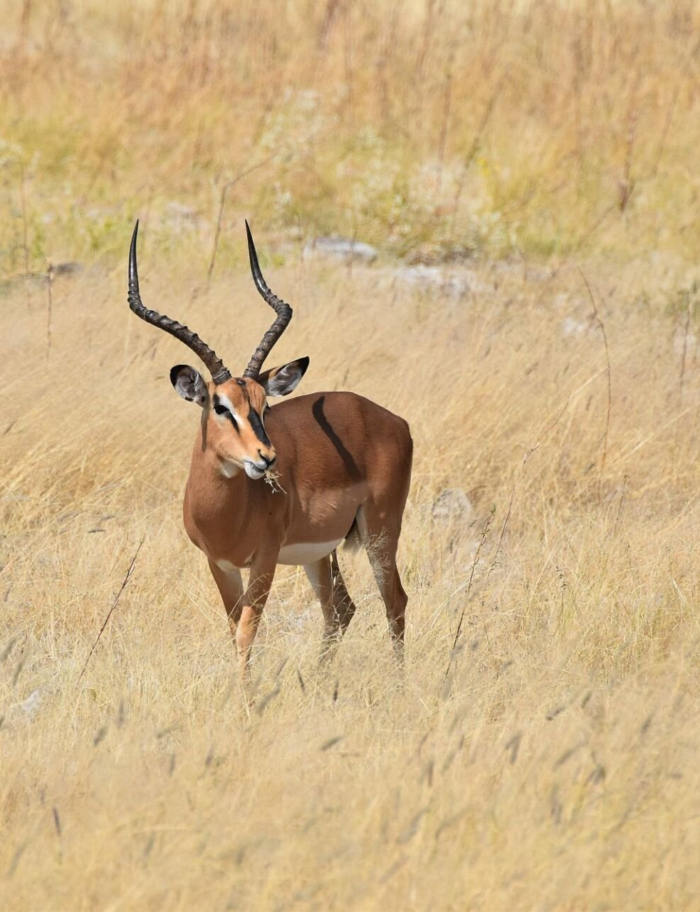 Ein Foto  mit Impalas, wie sie auf der Malreise mit Bianca Leidner in Südafrika als Motiv dienen könnten