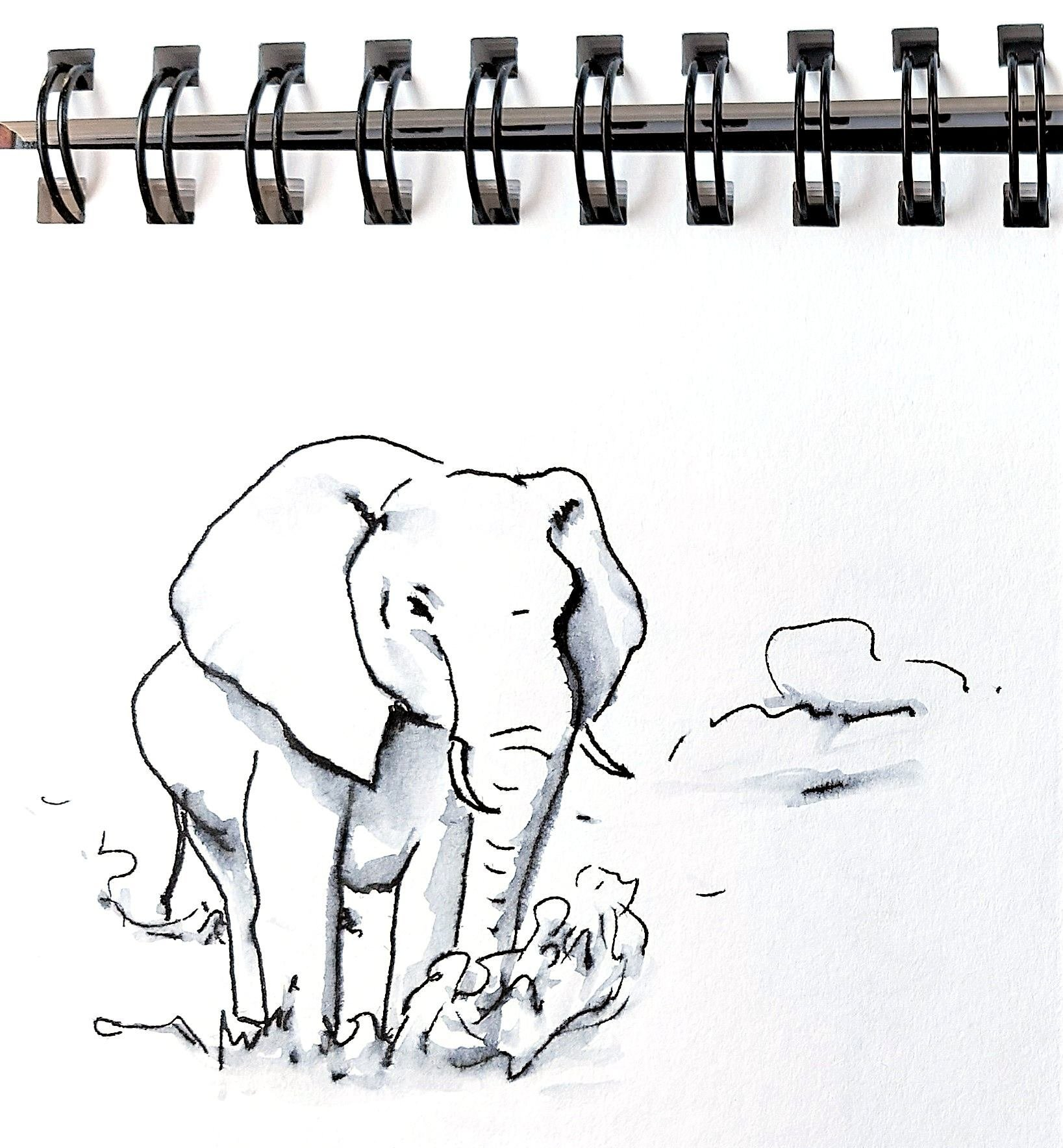 Zur Vorbereitung auf die Malreise nach Südafrika mit Bianca Leidner kann im Malworkshop das zeichnen solcher Skizzen z.B. eines Elefanten gelernt werden