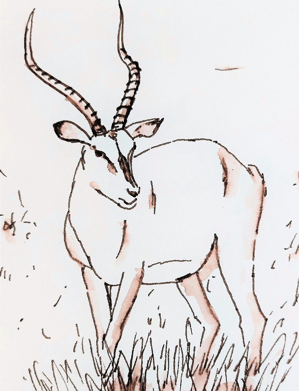 Skizze eines Impalas, wie sie auch auf der Malreise nach Südafrika mit Bianca Leidner entstehen könnte